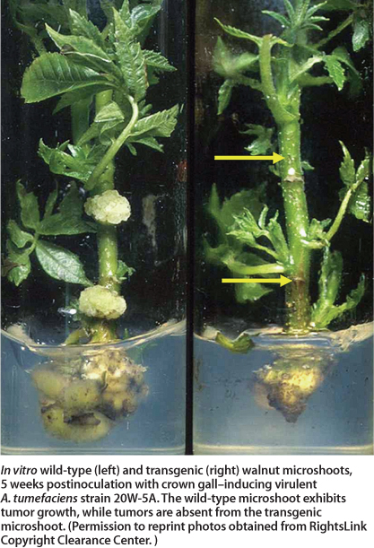 In vitro wild-type (left) and transgenic (right) walnut microshoots, 5 weeks postinoculation with crown gall-inducing virulent A. tumefaciens strain 20W-5A. The wild-type microshoot exhibits tumor growth, while tumors are absent from the transgenic microshoot. (Permission to reprint photos obtained from Rights Link Copyright Clearance Center.)