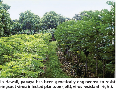 In Hawaii, papaya has been genetically engineered to resist ringspot virus: infected plants on (left), virus-resistant (right).