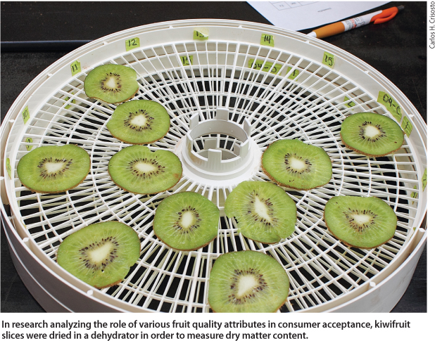 In research analyzing the role of various fruit quality attributes in consumer acceptance, kiwifruit slices were dried in a dehydrator in order to measure dry matter content.