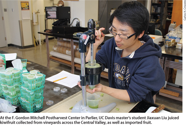 At the F. Gordon Mitchell Postharvest Center in Parlier, UC Davis master's student Jiaxuan Liu juiced kiwifruit collected from vineyards across the Central Valley, as well as imported fruit.