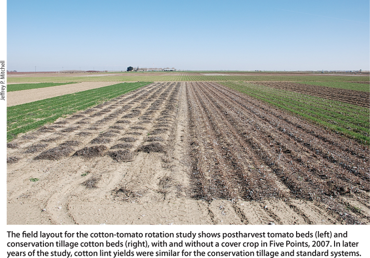 The field layout for the cotton-tomato rotation study shows postharvest tomato beds (left) and conservation tillage cotton beds (right), with and without a cover crop in Five Points, 2007. In later years of the study, cotton lint yields were similar for the conservation tillage and standard systems.