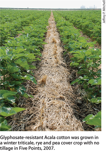 Glyphosate-resistant Acala cotton was grown in a winter triticale, rye and pea cover crop with no tillage in Five Points, 2007.