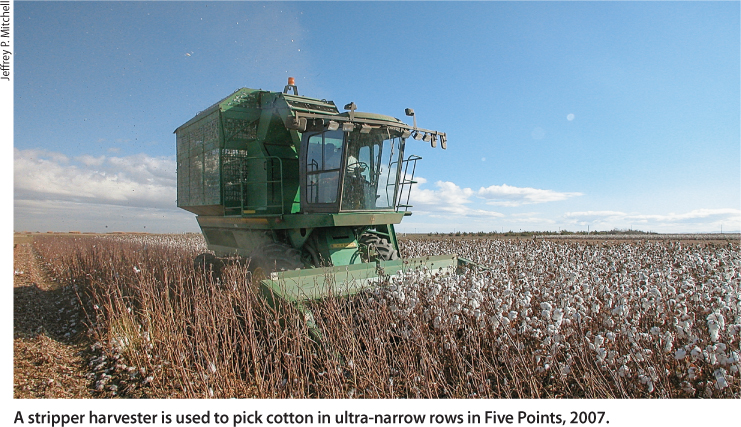 A stripper harvester is used to pick cotton in ultra-narrow rows in Five Points, 2007.