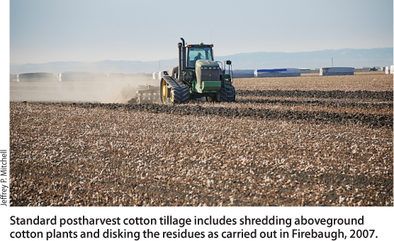 Standard postharvest cotton tillage includes shredding aboveground cotton plants and disking the residues as carried out in Firebaugh, 2007.