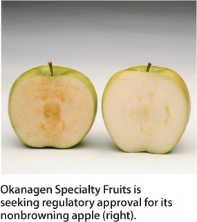 Okanagen Specialty Fruits is seeking regulatory approval for its nonbrowning apple (right).