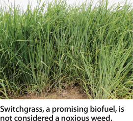 Switchgrass, a promising biofuel, is not considered a noxious weed.