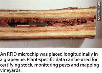 An RFID microchip was placed longitudinally in a grapevine. Plant-specific data can be used for certifying stock, monitoring pests and mapping vineyards.