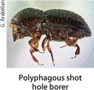 Polyphagous shot hole borer