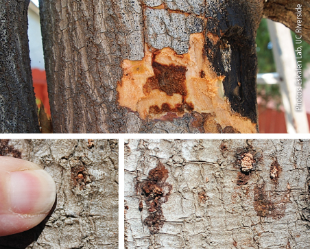 Symptoms in avocado include the appearance of white, powdery exudate in association with a single beetle exit hole on the bark of the trunk and main branches of the tree. This exudate could be dry, or it could appear as a wet discoloration.