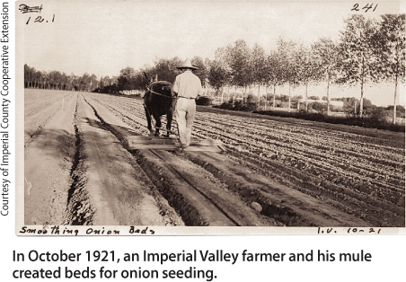 In October 1921, an Imperial Valley farmer and his mule created beds for onion seeding.