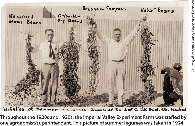 Throughout the 1920s and 1930s, the Imperial Valley Experiment Farm was staffed by one agronomist/superintendent. This picture of summer legumes was taken in 1924.