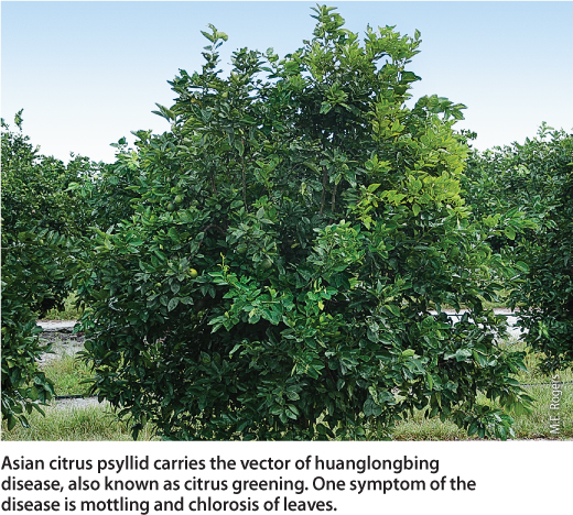 Asian citrus psyllid carries the vector of huanglongbing disease, also known as citrus greening. One symptom of the disease is mottling and chlorosis of leaves.