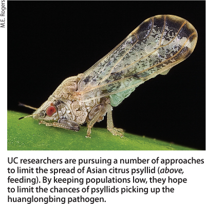 UC researchers are pursuing a number of approaches to limit the spread of Asian citrus psyllid (above, feeding). By keeping populations low, they hope to limit the chances of psyllids picking up the huanglongbing pathogen.