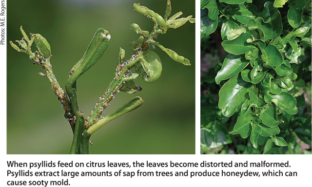 When psyllids feed on citrus leaves, the leaves become distorted and malformed. Psyllids extract large amounts of sap from trees and produce honeydew, which can cause sooty mold.
