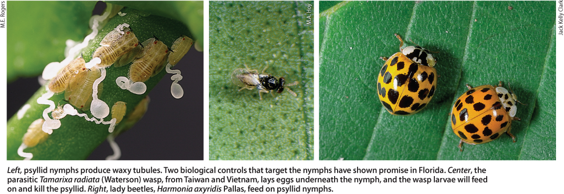 Left, psyllid nymphs produce waxy tubules. Two biological controls that target the nymphs have shown promise in Florida. Center, the parasitic Tamarixa radiata (Waterson) wasp, from Taiwan and Vietnam, lays eggs underneath the nymph, and the wasp larvae will feed on and kill the psyllid. Right, lady beetles, Harmonia axyridis Pallas, feed on psyllid nymphs.