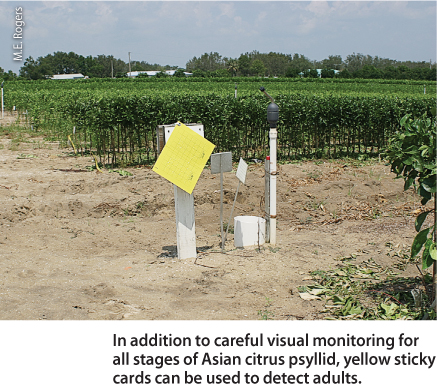 In addition to careful visual monitoring for all stages of Asian citrus psyllid, yellow sticky cards can be used to detect adults.