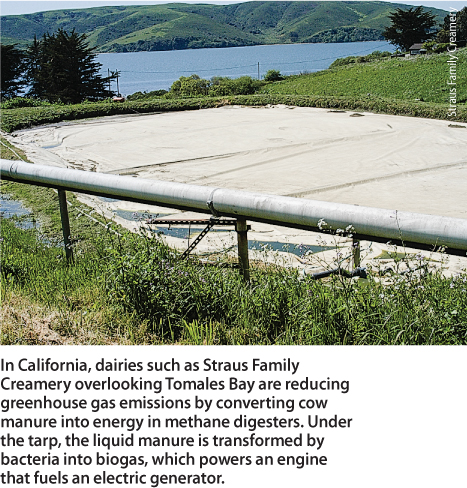In California, dairies such as Straus Family Creamery overlooking Tomales Bay are reducing greenhouse gas emissions by converting cow manure into energy in methane digesters. Under the tarp, the liquid manure is transformed by bacteria into biogas, which powers an engine that fuels an electric generator.