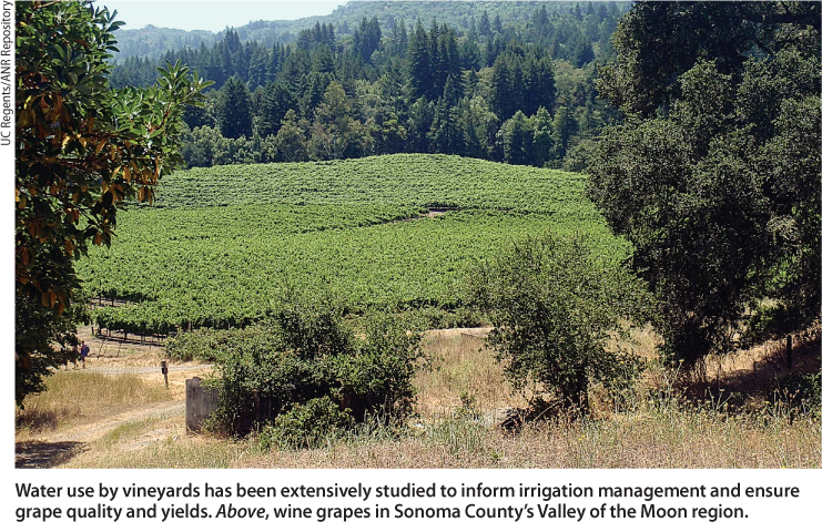 Water use by vineyards has been extensively studied to inform irrigation management and ensure grape quality and yields. Above, wine grapes in Sonoma County's Valley of the Moon region.