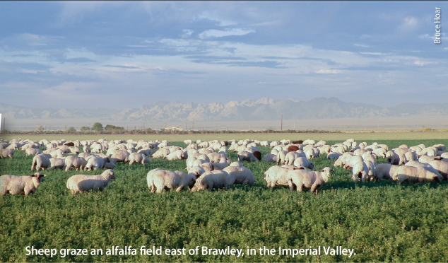 Sheep graze an alfalfa field east of Brawley, in the Imperial Valley.
