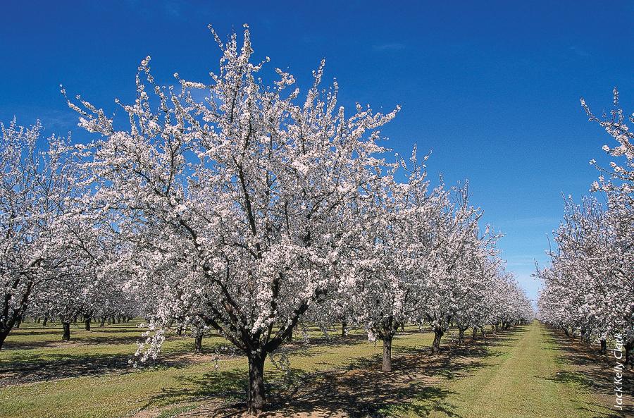 Pest-free nursery stock and productive soils are vital to efficient use of land, water, energy and fertilizer resources for specialty crops such as almonds and grapes. Above, an almond orchard in bloom.