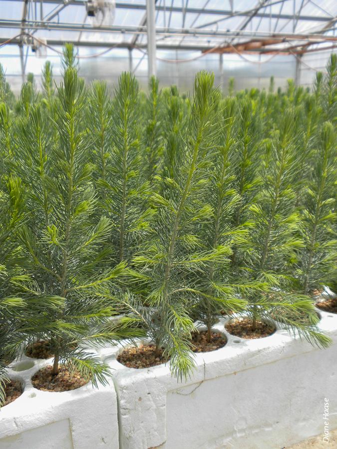 Containerized seedling production in forest nurseries can reduce disease risk by starting seeds in a clean, protected environment such as a greenhouse. Above, Styroblock container production of spruce seedlings in Moscow, ID.