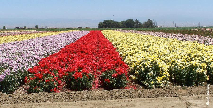 Alternative fumigants such as 1,3-D may be the best option in the short term for nursery stock, which must be completely nematode-free to meet California's phytosanitary certification requirements.