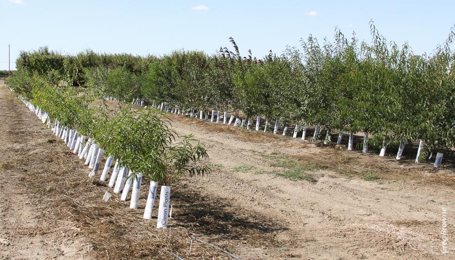 Rootstocks for almonds and stone fruits were tested for their resistance to the Prunus replant disease complex near Parlier, CA. Shown are a plot of PRD-affected rootstocks in nonfumigated replant soil, left, and a plot of relatively healthy rootstocks grown in soil preplant fumigated with 1,3-D:Pic 63:65 (Telone C35), right.