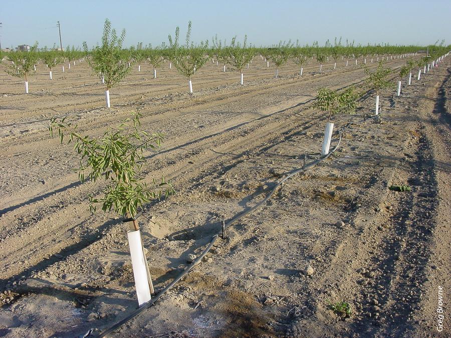 First-year impact of Prunus replant disease at the Firebaugh replant trial; stunted trees in the foreground row were planted in plot of nonfumigated replant soil, while trees in the background rows were planted in preplant fumigated soil.