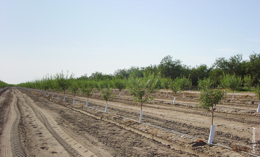 First-year impact of Prunus replant disease at the Madera replant trial; stunted trees in the foreground were planted in plot of nonfumigated replant soil, while larger trees in the background of the same row were in plot of preplant fumigated soil.