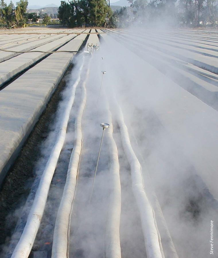 In a multi-year study of strawberry production systems, the use of nonfumigant alternatives such as heat treatment with steam resulted in fruit yields comparable to those produced using conventional fumigants. Above, steam application to strawberry beds prior to planting near Camarillo, CA.