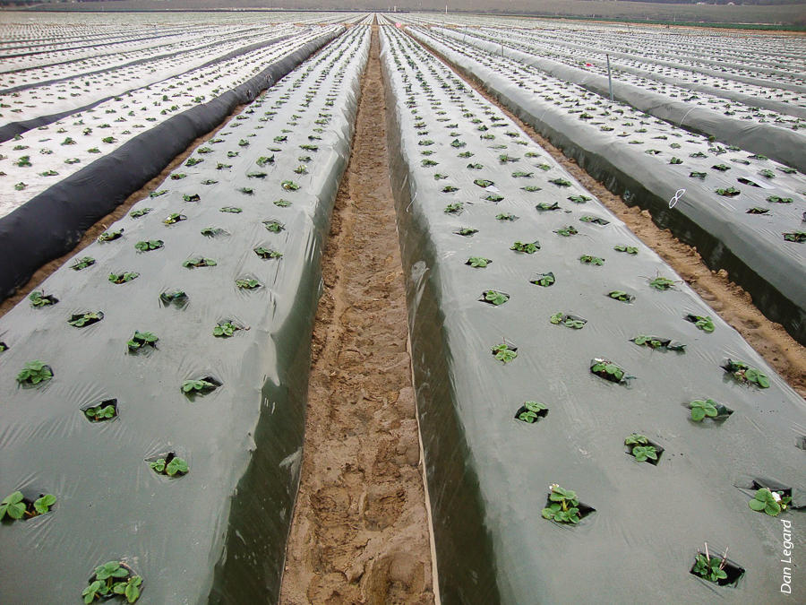 Strawberries planted in substrate at Mar Vista Berry, Santa Maria. One of the main concerns in soilless strawberry production is the maintenance of a favorable pH, EC and nutrient supply to the growing plants.