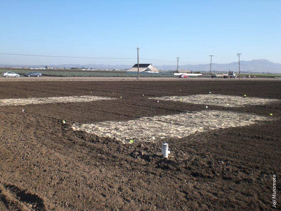 In preparation for anaerobic soil disinfestation, rice bran is applied to the planting field. This nonchemical alternative to methyl bromide was developed in Japan and the Netherlands.