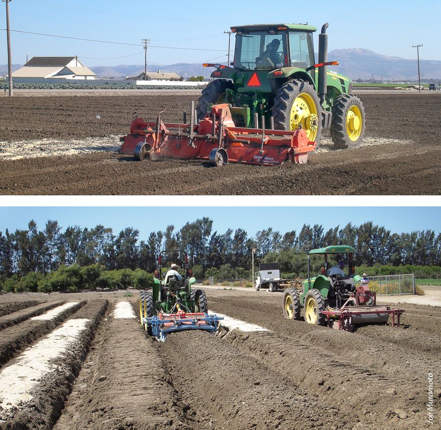 Rice bran can be incorporated before or after strawberry beds are formed. Shown are broadcasting, left, or bed top, right, application methods.
