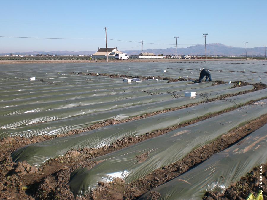 Water is applied to the covered strawberry beds to create anaerobic conditions prior to planting. Anaerobic soil disinfestation was very effective in suppressing Verticillium dahliae in soils, and it resulted in 85% to 100% of the marketable fruit yield observed with fumigated controls in coastal California strawberries.