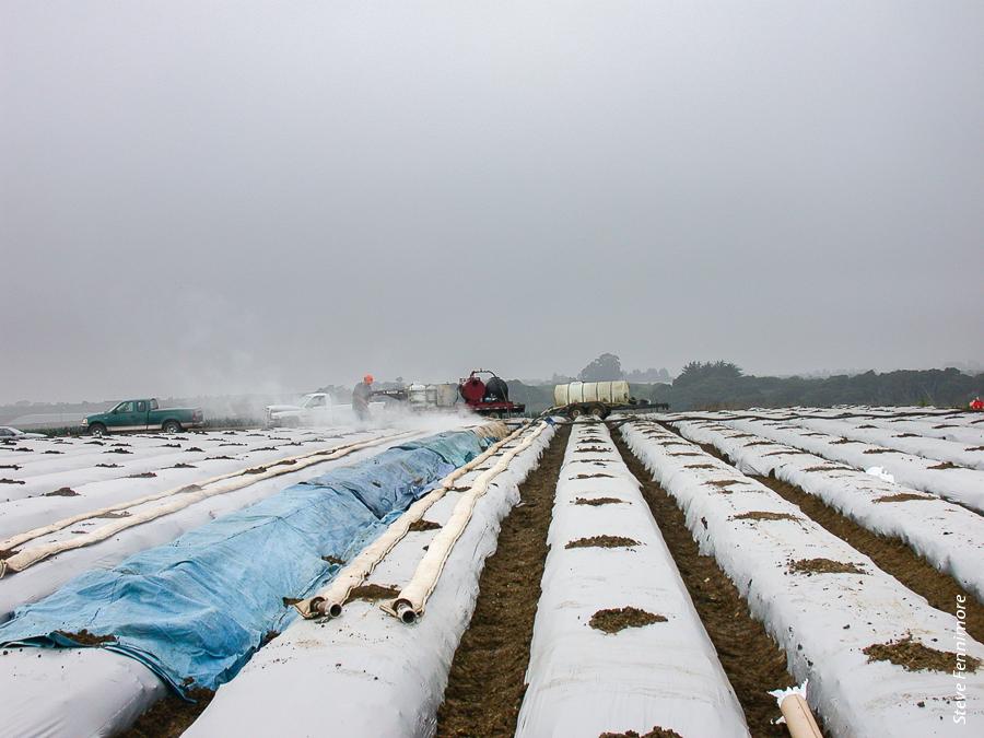 Steam is applied to strawberry beds with a stationary steamer at a commercial field near Watsonville. Raising the soil temperature to 158°F for 20 minutes produces soil pest control comparable to fumigants.