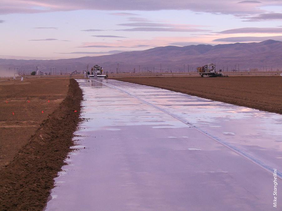 Recent studies demonstrate that totally impermeable film (TIF) can significantly reduce peak and total emissions of chloropicrin and 1,3-D when tarping periods are extended from 5 days to 10 days. Above, TIF application at Lost Hills, Kern County.