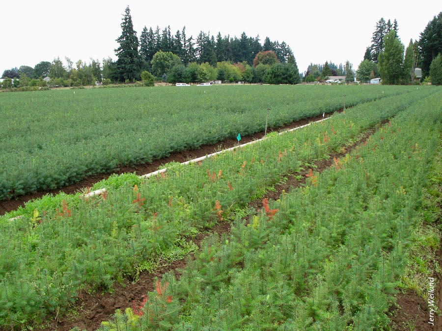 Nonfumigated plot shows disease and weed pressure, right foreground. Fumigated plot is in background.