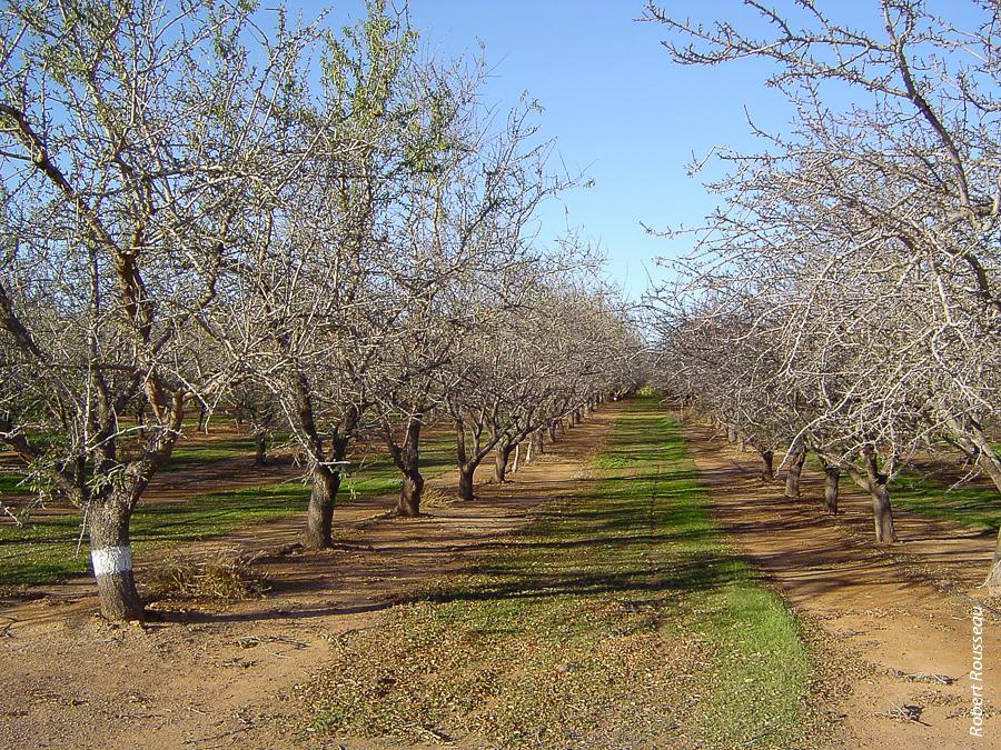 In an analysis of baseline soil carbon content in conventional and organic almond, walnut and wine grape acreages, researchers found that the organic walnut orchard had the highest total soil carbon. Above, a conventional almond orchard at Arbuckle, Colusa County.