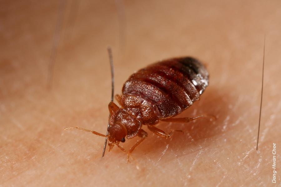 Accurately detecting bed bug infestations is crucial to the development of effective control strategies. In a recent study, UC researchers tested several commercial monitors for capture performance and found that additional research is needed to improve their effectiveness.