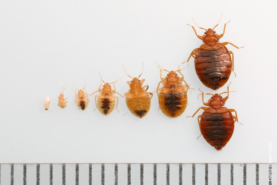 The developmental stages for bed bugs, Cimex lectularius, are, from left to right, egg, nymphal instars 1 through 5, and adult. The top adult is female, and the bottom is male. Adults are approximately 4 to 5 millimeters long (the diameter of a pencil eraser) and eggs are about 1 millimeter (the size of a grain of sand). The scale at the base is in millimeters.