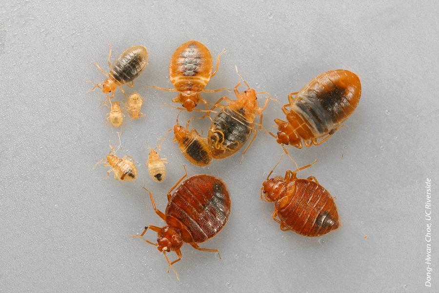 Bed bug nymphs and adults.