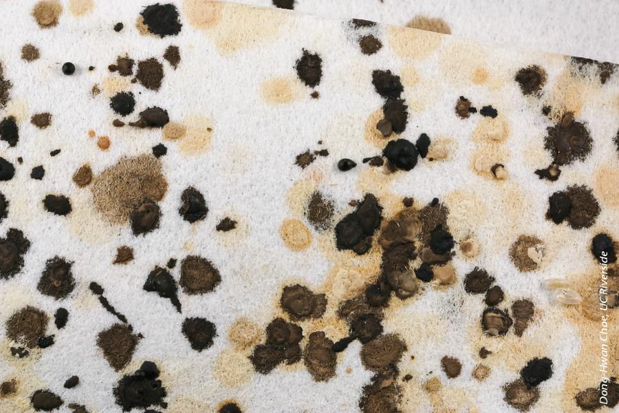 Bedbug fecal spots on a piece of white filter paper. Size of spot and color vary with bed bug size, meal and digestion time.