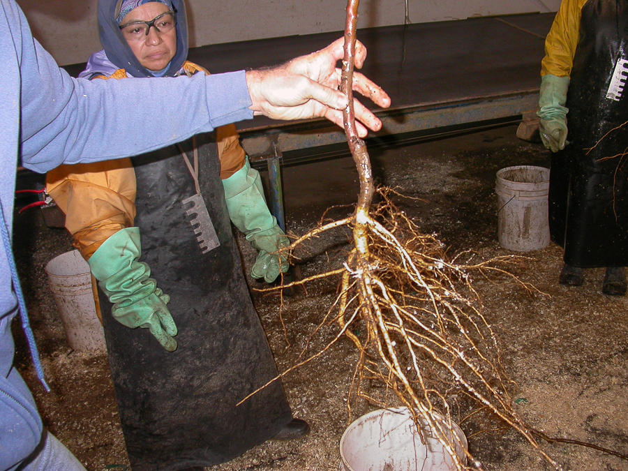 Depending on the crop, dormant bare-root plants are harvested 14 to 26 months after budding or grafting. If the field was not fumigated before planting, plants and soil are inspected at harvest. If nematodes are present, the crop usually is destroyed.