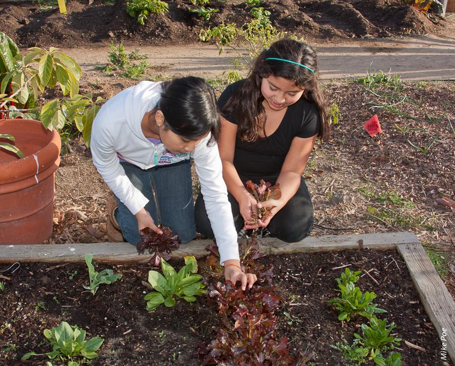 Urban agriculture is undergoing a revival in California, and research shows that community gardens increase consumption of fresh produce, provide nutrition education and build community.
