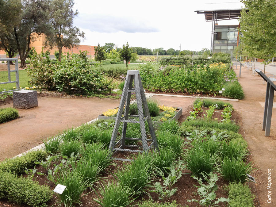 The attractive edible landscaping at the UC Davis Good Life Garden includes vegetables, herbs and flowers that are grown organically and sustainably. In addition, the university shares food and health information via educational signs in the garden.