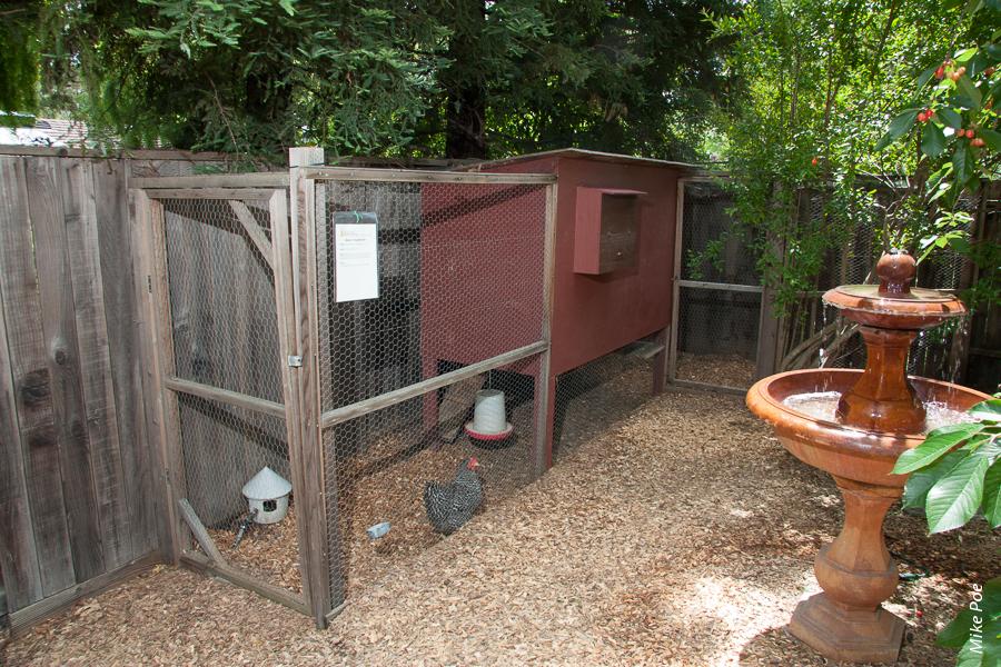 Backyard flocks are a better fit in the city when they do not include roosters, which can crow loudly day and night, and when chickens are kept in the coop until neighbors wake up. Likewise, sharing eggs can earn goodwill.