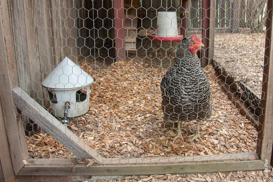 Backyard chickens should be kept in coops that protect them from cats and other urban predators. They also should be fed specially formulated chicken feed, not chicken scratch or scraps.