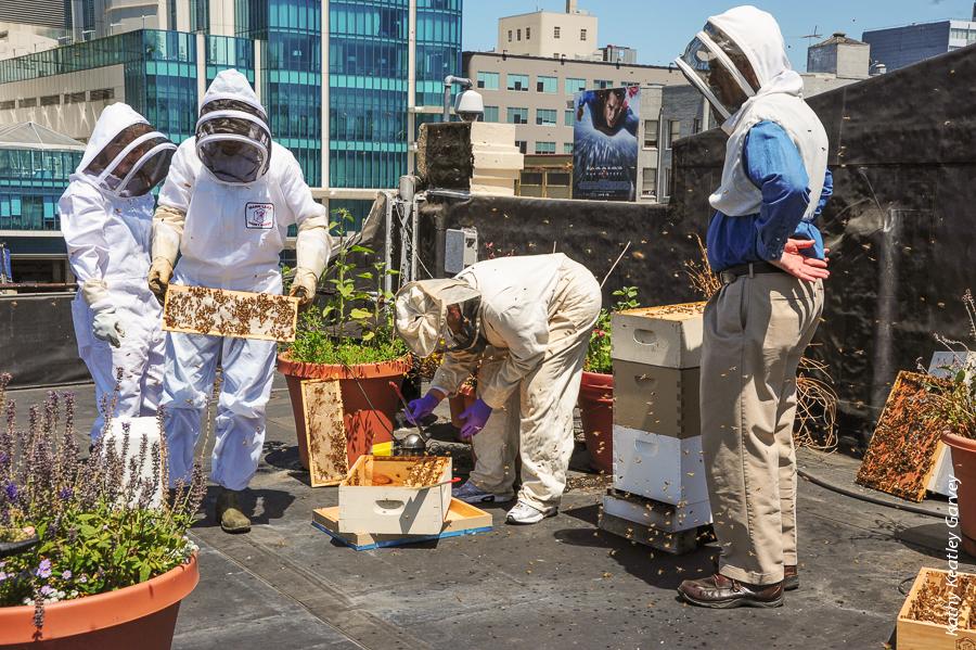 Honey bees can be a good fit even in a dense city when their flight paths are redirected away from sidewalks and streets, and when no one nearby is allergic to bee stings. Urban hives may also help stem the honey bee decline.