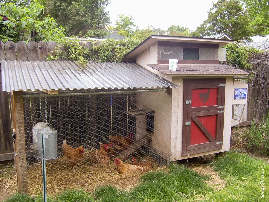 The Backyard Flock program encourages backyard poultry owners to submit dead birds for postmortem examination. The program monitors for diseases that could devastate California's commercial poultry industry.
