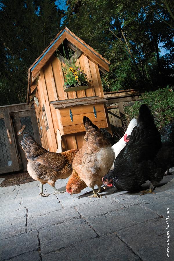 According to a 2004 survey, only 2.9% of backyard flock owners used veterinary services.